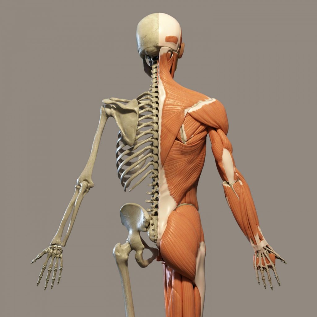 Kinesiology for Massage Therapy Biology Diagrams